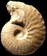 Schloenbachia varians forma intermedia-subplana