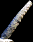 Baculites leopoliensis