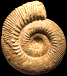 Stephanoceras (Stephanoceras) helveticum
