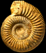 Stephanoceras (Stephanoceras) sp. (M)