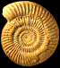 Parkinsonia (Parkinsonia) subarietis (m)