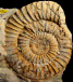 Arnioceras densicostatum