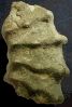 Sharpeiceras sp.