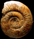 Bajocisphinctes lenki (M)
