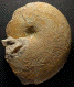 Phylloceras (Hypophylloceras) ponticuli