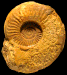 Dorsetensia edouardiana