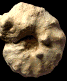 Lecointriceras fleuriausianum