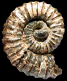 Jouaniceras (Jouaniceras) sicardi