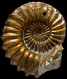 Pleuroceras spinatum