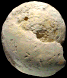 Neoptychites cephalotus
