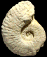 Romaniceras (Romaniceras) kallesi