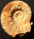 Euaspidoceras freii morphe spathi (M)