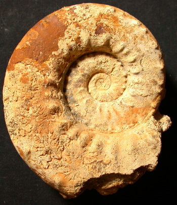 Ammonites et aliae spirae II - Euaspidoceras freii  morphe spathi
