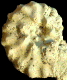 Hyphoplites curvatus arausionensis