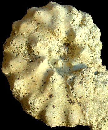 Ammonites et aliae spirae II - Hyphoplites curvatus arausionensis