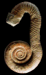 Macroscaphites yvani (m)