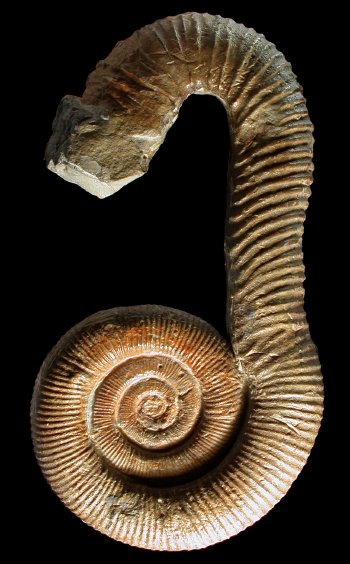 Ammonites et aliae spirae II - Macroscaphites yvani