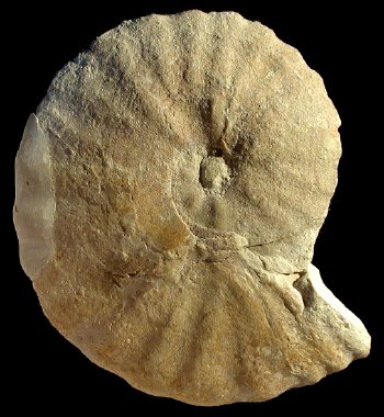 Ammonites et aliae spirae II - Metoicoceras geslinianum