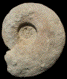 Lewesiceras peramplum