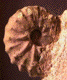 Protacanthoceras sp.