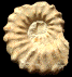 Cunningtoniceras inerme