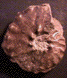 Muniericeras bilottei