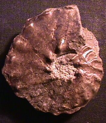 Ammonites et aliae spirae II - Muniericeras bilottei