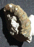Anisoceras plicatile