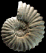 Mantelliceras picteti (M)
