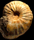 Phlycticeras waageni (M)
