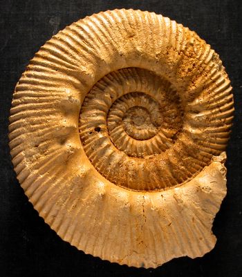 Ammonites et aliae spirae II - Rehmannia (Loczyceras) reissi