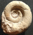 Lytoceras sp.