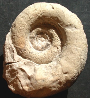 Ammonites et aliae spirae II - Lytoceras sp. reglae