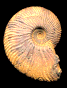 Neocomites gr. neocomiensis