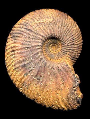 Ammonites et aliae spirae II - Neocomites neocomiensis