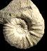 Calycoceras (Gentoniceras) gentoni