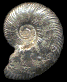 Tirnovella pertransiens