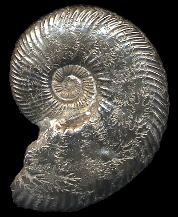 Ammonites et aliae spirae II - Tirnovella pertransiens