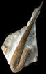 Anahamulina davidsoni