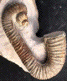 Heteroceras moriezense