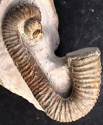 Ammonites et aliae spirae II - Heteroceras moriezense