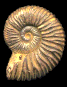 Kilianella aff. lucensis