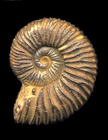 Ammonites et aliae spirae II - Kilianella lucensis