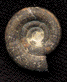 Protetragonites quadrisulcatus