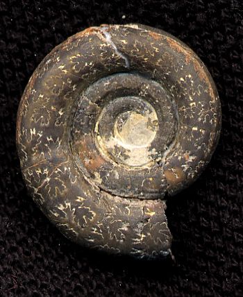 Ammonites et aliae spirae II - Protetragonites quadrisulcatus