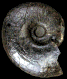 Pachydiscus (Pachydiscus) hazzardi
