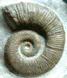 Crioceratites loryi (M)