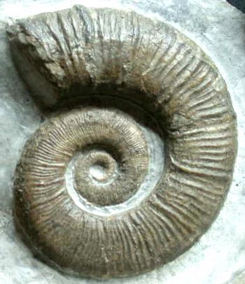Ammonites et aliae spirae II - Crioceratites loryi