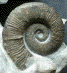 Crioceratites loryi (m)