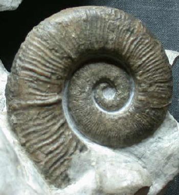 Ammonites et aliae spirae II - Crioceratites loryi